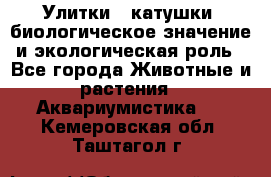 Улитки – катушки: биологическое значение и экологическая роль - Все города Животные и растения » Аквариумистика   . Кемеровская обл.,Таштагол г.